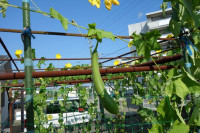 DSC08901 - コピー